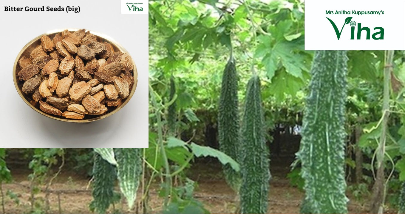 Bitter Gourd Big Plant Seeds Periya Pagarkaai Vidhaigal Viha Online