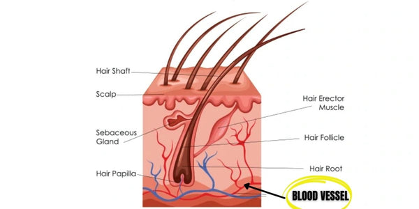 scalp diagram