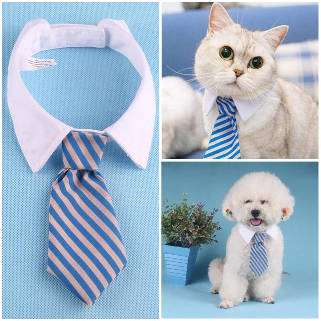 cat shirt collar and tie