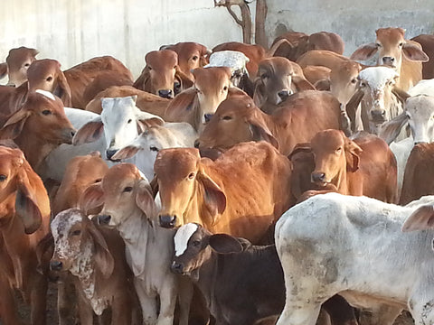 Dr Patel sees the cause of cow welfare being integral to the center’s social and environmental welfare programs