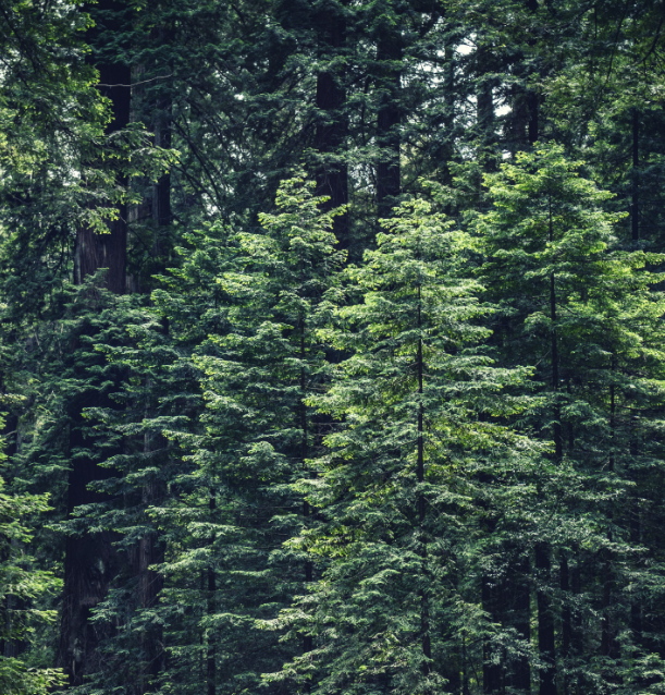 photo of forest trees