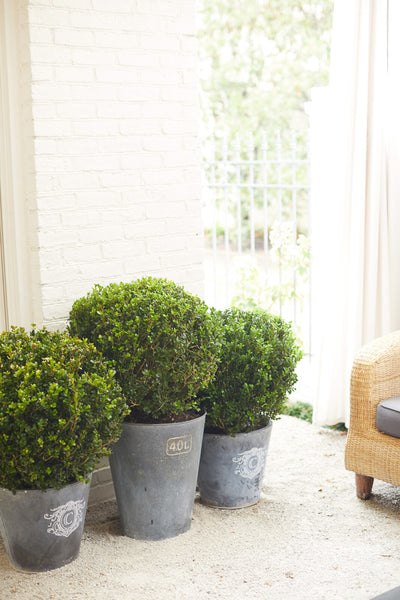 Make your own aged zinc bucket for your home or garden. All you need is a bucket, some Zinc Antiquing Solution, a rag, and some gold leaf. See step by step instructions for this DIY zinc bucket project.