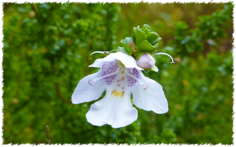 Alpine Mint Bush (Prostanthera cuneata)