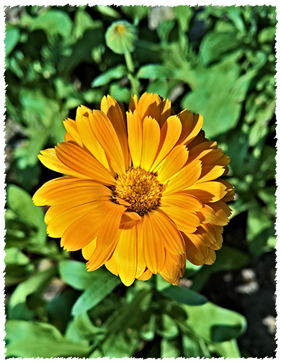 Calendula fiore