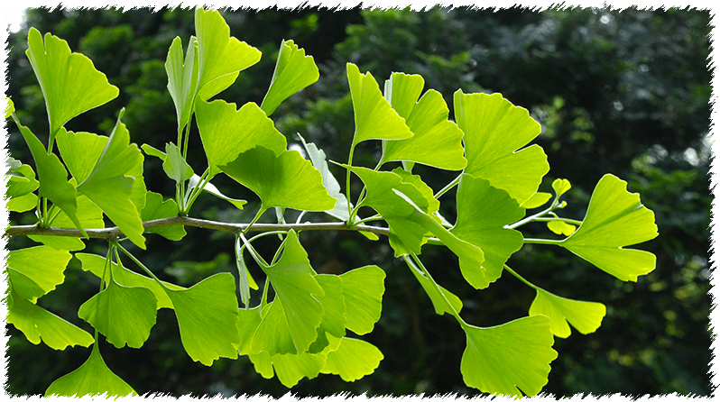 Foglie di Ginkgo Biloba