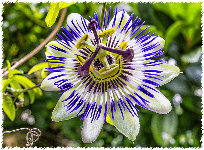 Fiore di passiflora