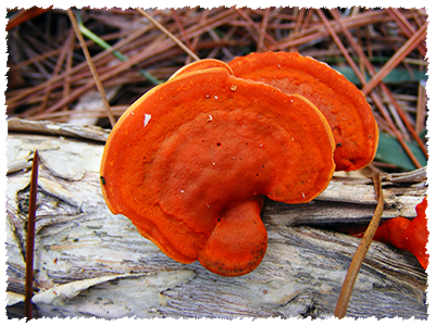 Reishi, Ganoderma lucidum