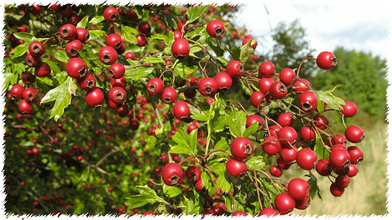 Semi di Withania Somnifera