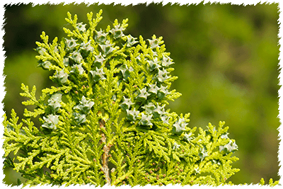 Bacche di Cipresso