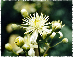 Clematis