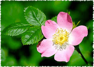 Wild rose, Rosa canina