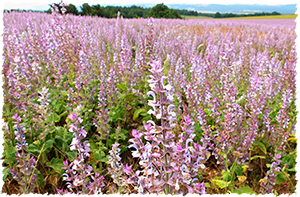 Salvia sclarea