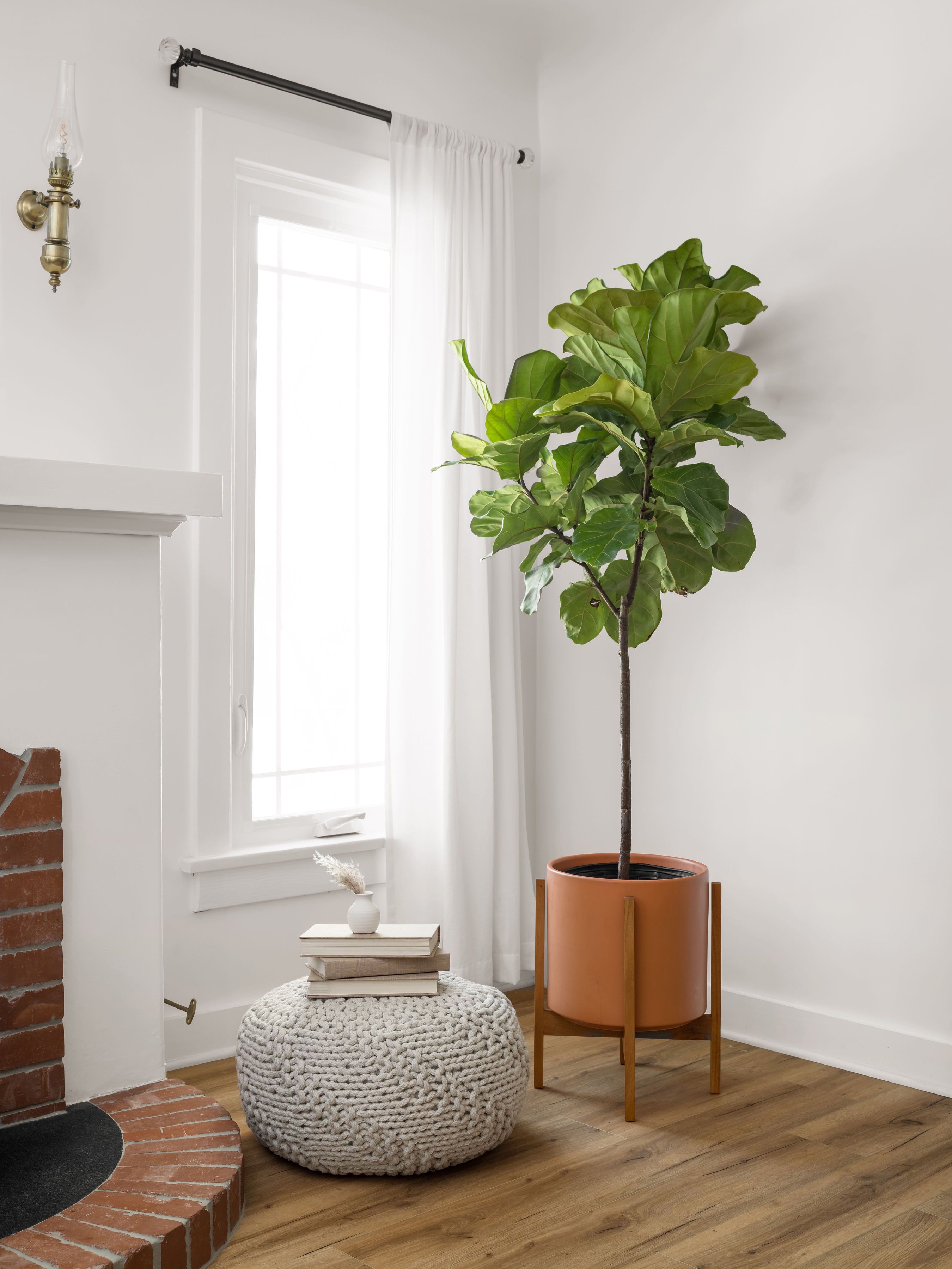 Image of 12" Ceramic Cylinder Planter with Fiddle Leaf Fig in Home Office
