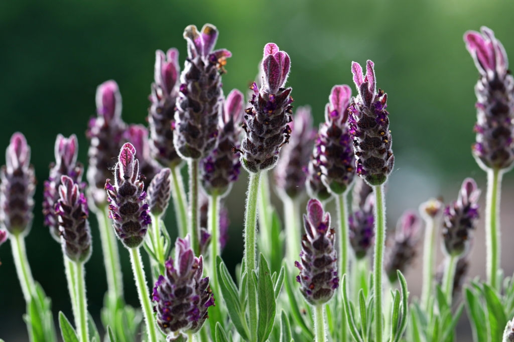 Closeup of lavender flower buds in bloom