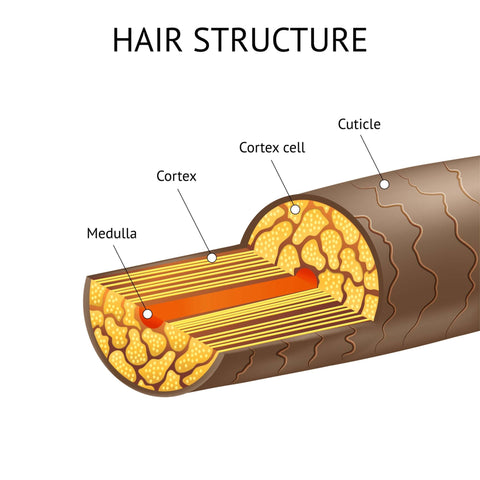 Structure and anatomy of human hair diagram including medulla cortex and cuticle