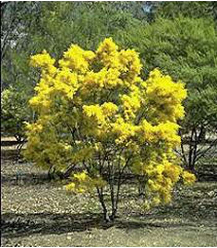 Acacia boormanii - Buy Cold Climate Plants Online Tablelands Nurseries