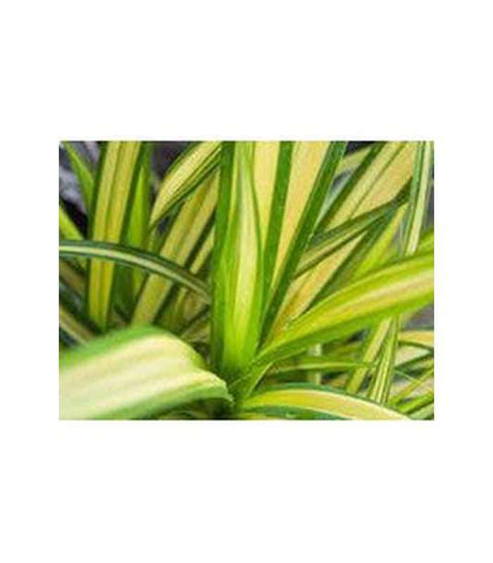 Phormium (9 varieties Available) - Buy Cold Climate Plants Online Tablelands Nurseries