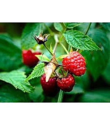 Raspberry (5 Varieties Available) - Buy Cold Climate Plants Online Tablelands Nurseries