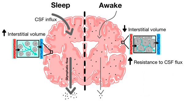 Diagram showing glymphatic drainage that occurs during sleep.