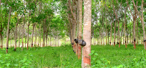 Rubber tree plantation and hevea milk being harvested