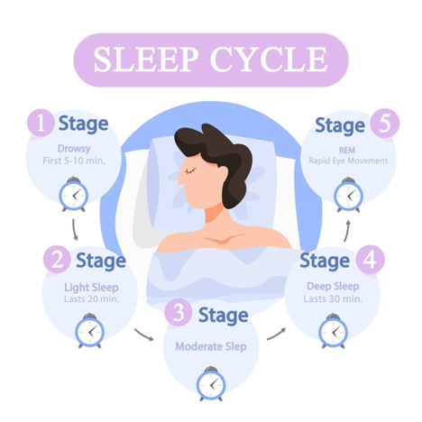 cycle de sommeil