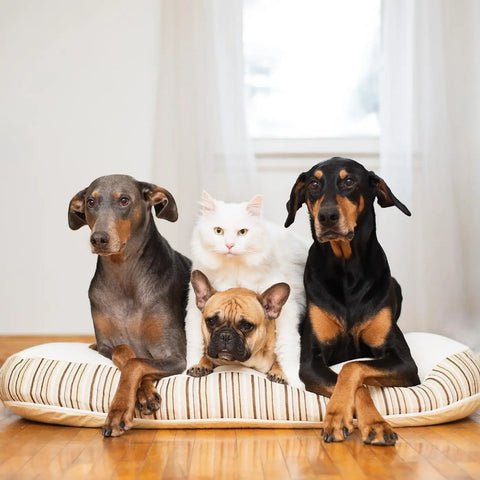 2 dóbermans, un gato blanco y un frenchie relajándose en una cama orgánica para perros Essentia Kingston