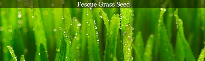 fescue grass seed