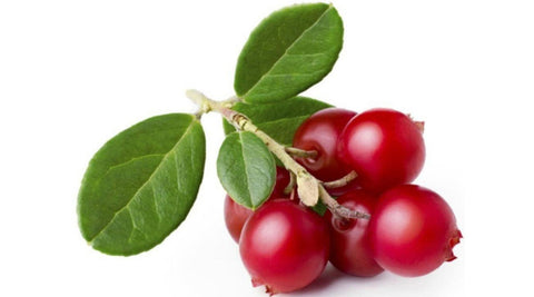 lingonberry