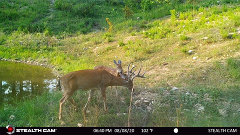Buck eating mineral next to pond