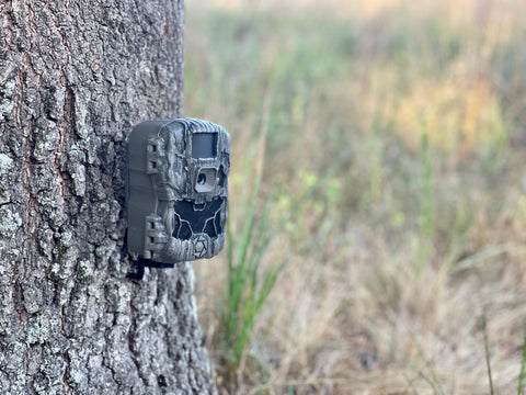 Trail Camera on tree.