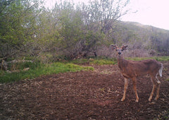 Whitetail starting horn growth.