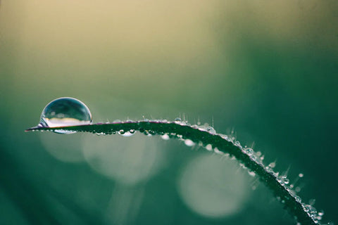 Water Droplet on a Plant