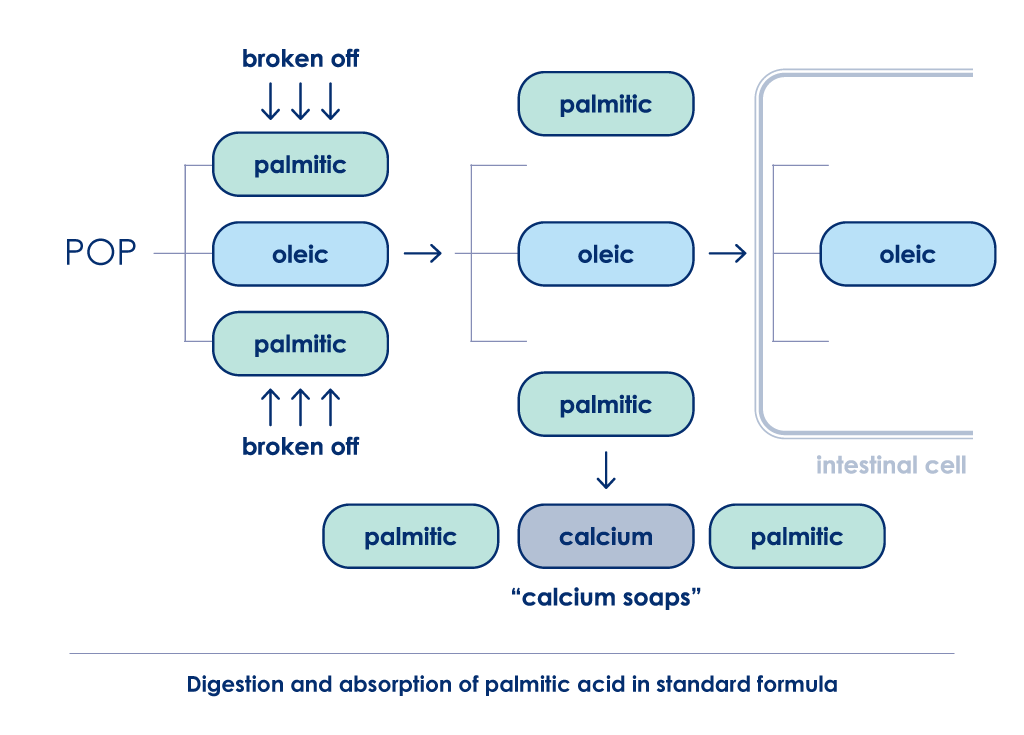 Digestion and absorption of palmitic acid in standard formula