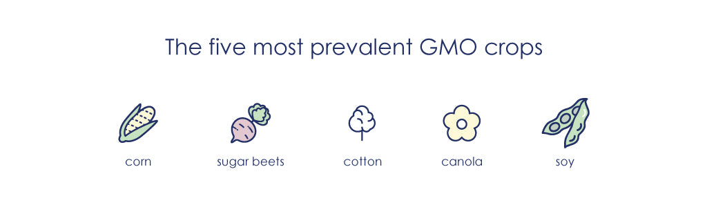 The five most prevalent GMO crops: corn, sugar beets, cotton, canola and soy