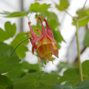 Attract Pollinators to Your Garden Parkway Garden Centre