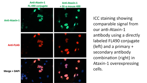 Ataxin fluorophore images