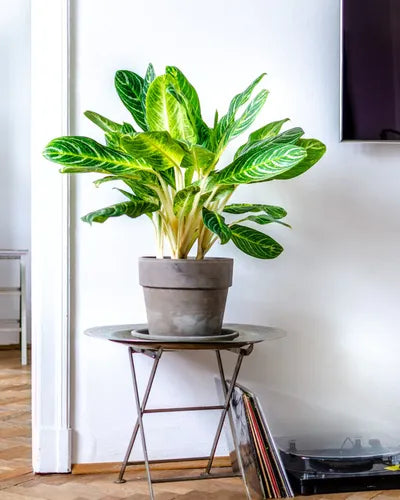 aglaonema key lime