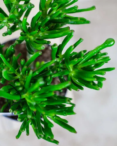 Crasula