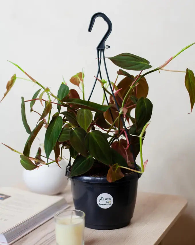 Mała roślina doniczkowa do pomieszczeń z duża ilością cienia