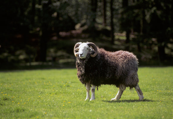 A Herdwick ram at High Yewdale Farm, Monk Coniston, standing on sunlit grass and looking at the camera