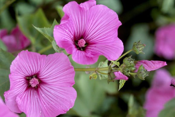 View of two brightly coloured pink Lavatera 'silver cup' flowers at Wallington