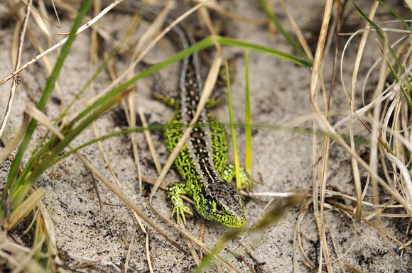 Sand Lizard (Lacerta agilis) at Studland, Dorset