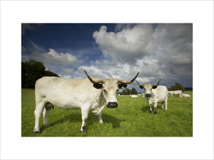 Dinefwr White Park Cattle in the landscape park surrounding Newton Hose, Llandeilo, Carmarthenshire, Wales