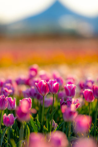 Flowers With Mt Hood (Jeff Hall-Second Place Flowers)