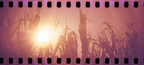 A panoramic image of corn stalks back lit by the sun shot on redscale film.