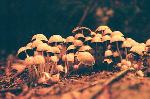 A collection of small mushrooms shot on redscale film.