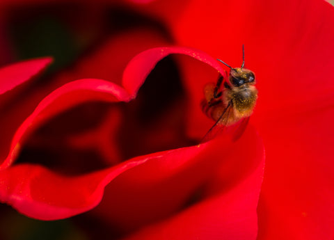 Little Helper Bee Polinating the Tulips (Meg Wise-Second Place Macro)