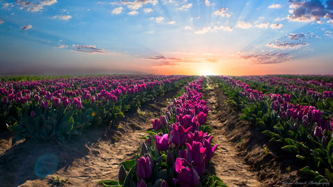 Tulip Sunrise (Bethany Fallgren- Second Place Landscape)
