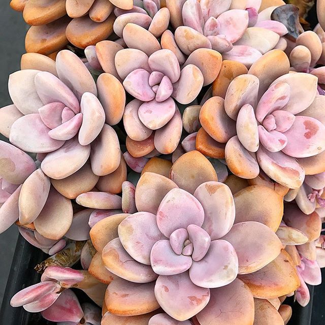 graptopetalum pentandrum murasaki