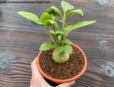 Hydnophytum moseleyanum